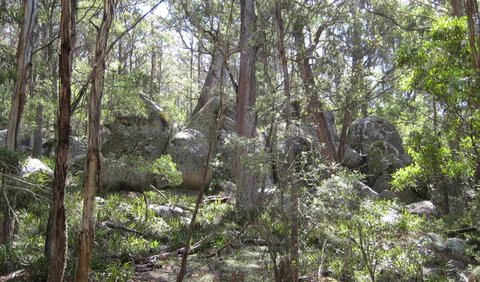 Tallaganda National Park - VIC Tourism 2