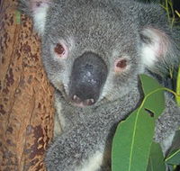 Hunter Valley Zoo - VIC Tourism