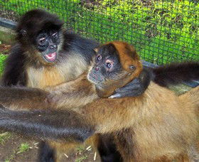 Hunter Valley Zoo - VIC Tourism 5