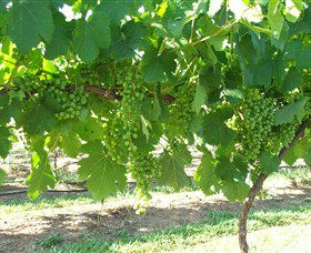 Razorback Ridge Wines - VIC Tourism 2