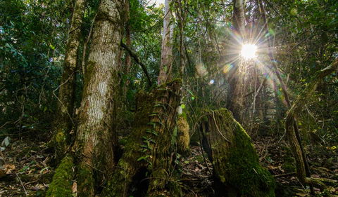 Basin Loop Track - VIC Tourism 1