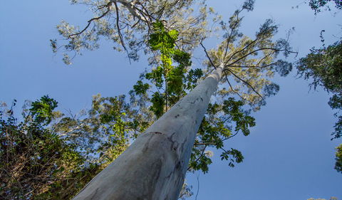 Basin Loop Track - VIC Tourism 2
