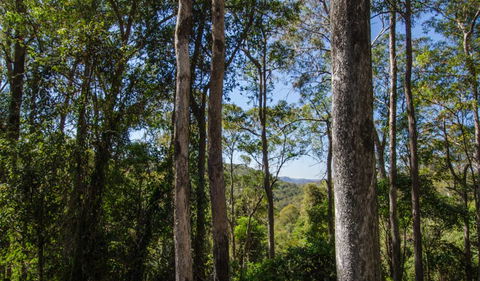 Basin Loop Track - VIC Tourism 3