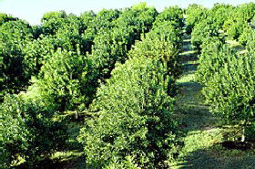 MacNuts WA Shop And Factory - VIC Tourism 1
