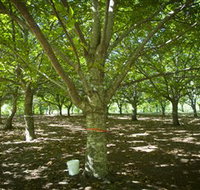 Sassafras Nuts - VIC Tourism