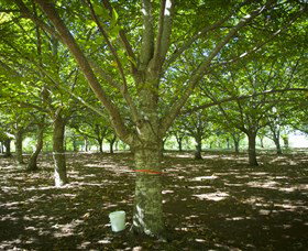 Sassafras Nuts - VIC Tourism 0