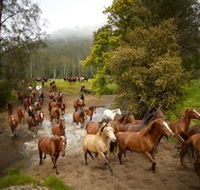 Glenworth Valley Horse Riding - VIC Tourism