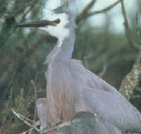 Jack Smith Lake State Game Reserve - VIC Tourism