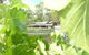 Peel Estate Winery - thumb 1