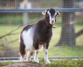 Amazement Farm And Fun Park / Cafe And Farmstay Accommodation - VIC Tourism 3