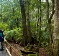 Monga National Park - VIC Tourism