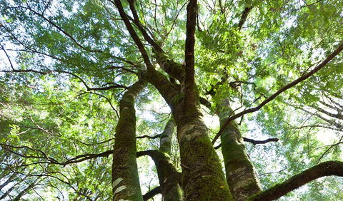 Monga National Park - VIC Tourism 3