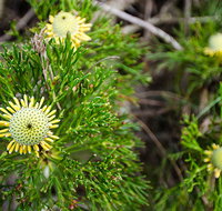Illawarra lookout walking track - VIC Tourism