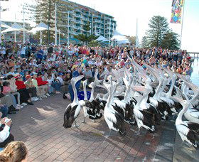 Pelican Feeding - VIC Tourism 0
