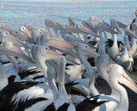 Pelican Feeding - VIC Tourism 2