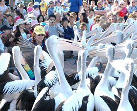 Pelican Feeding - VIC Tourism 1