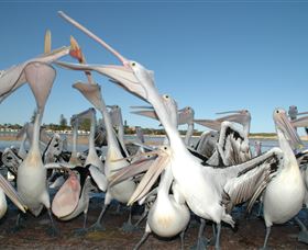 Pelican Feeding - VIC Tourism 3