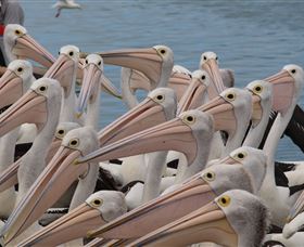 Pelican Feeding - VIC Tourism 4