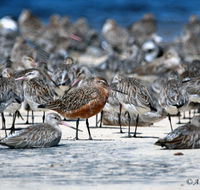 Cooloola Nature - VIC Tourism