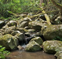 Booyong walking track - VIC Tourism