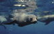 Wilsons Promontory Marine National Park - thumb 0