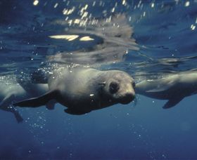 Wilsons Promontory Marine National Park - VIC Tourism 0