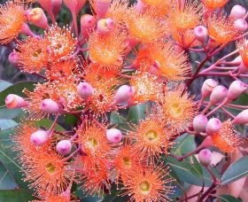 Peaceful Bay - VIC Tourism 2