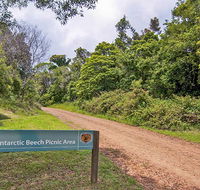 Antarctic Beech picnic area - VIC Tourism