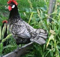 Merry Maidens Veggies - VIC Tourism