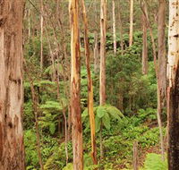Cycle Mogo State Forest - VIC Tourism