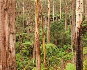 Cycle Mogo State Forest - VIC Tourism 1