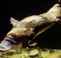 Platypus Pool - VIC Tourism