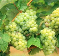Red Tail Wines - VIC Tourism