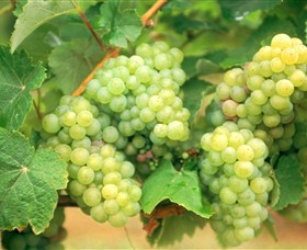 Red Tail Wines - VIC Tourism 0