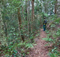 Blackbutt walking track - VIC Tourism
