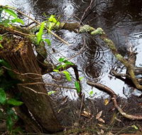 Mogo Bushwalk - VIC Tourism