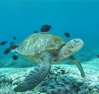 Flinders Reef Dive Site - VIC Tourism