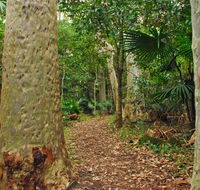 Depot Beach Rainforest walk - VIC Tourism