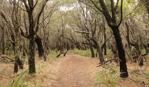 Pretty Beach To Snapper Point Walking Track - VIC Tourism 0