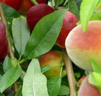 Fruit Salad Tree Company - VIC Tourism
