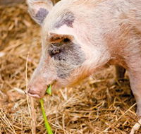 Djanbung Permaculture Gardens - VIC Tourism