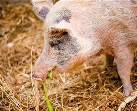 Djanbung Permaculture Gardens - VIC Tourism 0