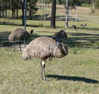 Glen Ian Ostrich and Emu Farm - VIC Tourism