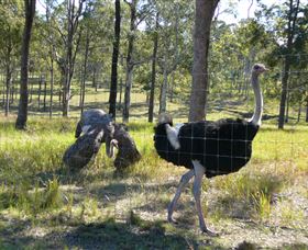 Glen Ian Ostrich And Emu Farm - VIC Tourism 2
