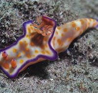 Curtain Artificial Reef Dive Site - VIC Tourism
