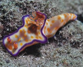 Curtain Artificial Reef Dive Site - VIC Tourism 0
