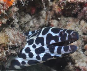 Curtain Artificial Reef Dive Site - VIC Tourism 2
