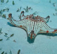 The Pines Dive Site - VIC Tourism