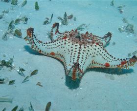 The Pines Dive Site - VIC Tourism 0