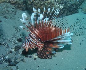 The Pines Dive Site - VIC Tourism 1
